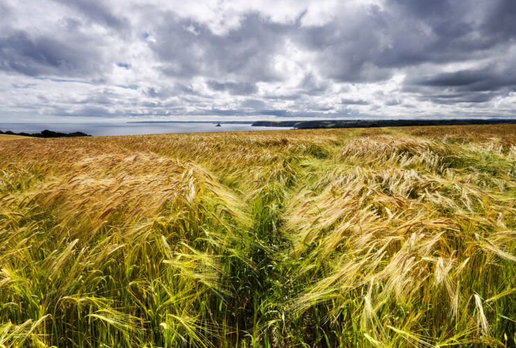 Mniej polskiego zboza Spadek zbiorow o 4 proc rdr