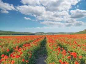Czechy wsrod czolowych konsumentow i producentow maku