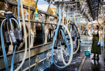 Producenci zywnosci na Lotwie z duzym zyskiem