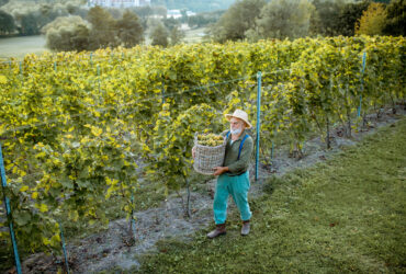 Wegrzy alarmuja ze zagrozona jest produkcja tokaju