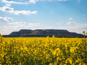 Chiny rozpoczna dochodzenie antydumpingowe w sprawie importu rzepaku z Kanady