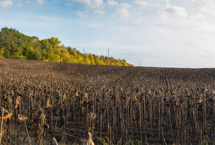 Wysoka podaz polskiej kukurydzy. Czy to oznacza nizsze ceny w przyszlosci
