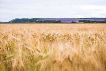 Izby Rolnicze chca nowych zasad doplat do gruntow