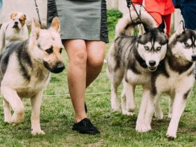 Zwiazek Kynologiczny w Polsce pod lupa nadzorcy rynku