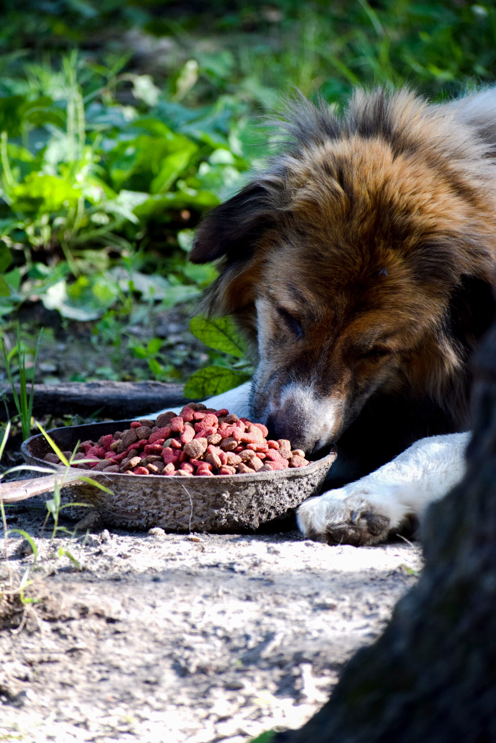 Karma dla zwierzat drozsza w sieci. UOKiK naklada prawie pol miliona kary