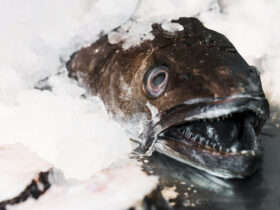 Tunczyk „tlusty jak krowa sprzedany w Japonii za 13 mln dolarow