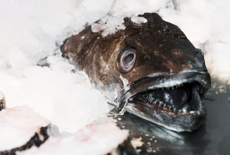 Tunczyk „tlusty jak krowa sprzedany w Japonii za 13 mln dolarow