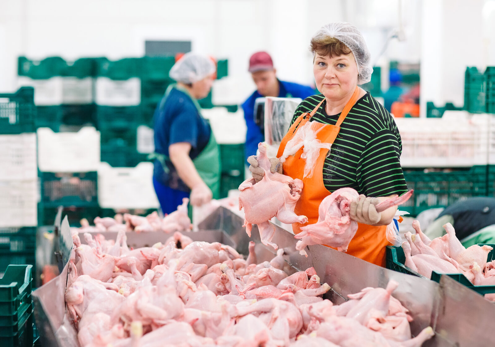 Wielka Brytania blokuje importu miesa i zwierzat z Niemiec po wykryciu tam pryszczycy