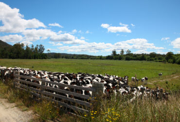 Region. Czeskie wladze wzywaja do zwiekszenia odpowiedzialnosci poniewaz obawy dotyczace pryszczycy rosna