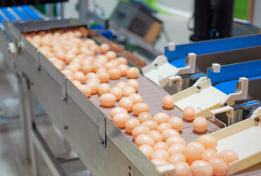 Region. W ubieglym roku Estonia wyprodukowala 1895 mln jaj