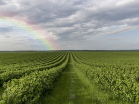 Eksport soi z USA moze spasc o 20 proc. bez umowy handlowej z Chinami twierdzi AgResource