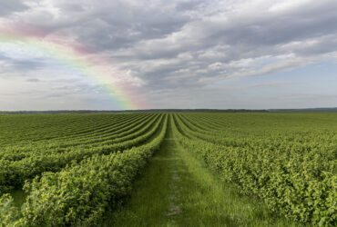 Eksport soi z USA moze spasc o 20 proc. bez umowy handlowej z Chinami twierdzi AgResource