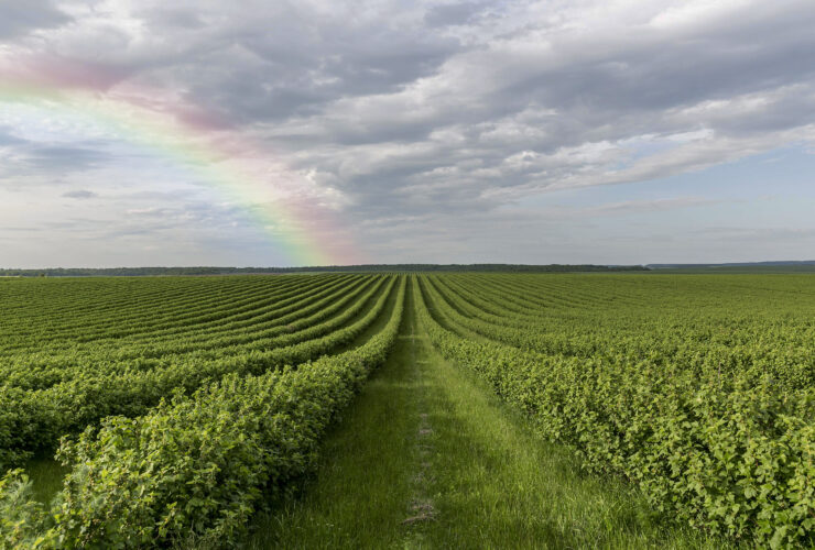 Eksport soi z USA moze spasc o 20 proc. bez umowy handlowej z Chinami twierdzi AgResource