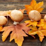 Polska pieczarkami stoi. Jestesmy czolowym unijnym producentem