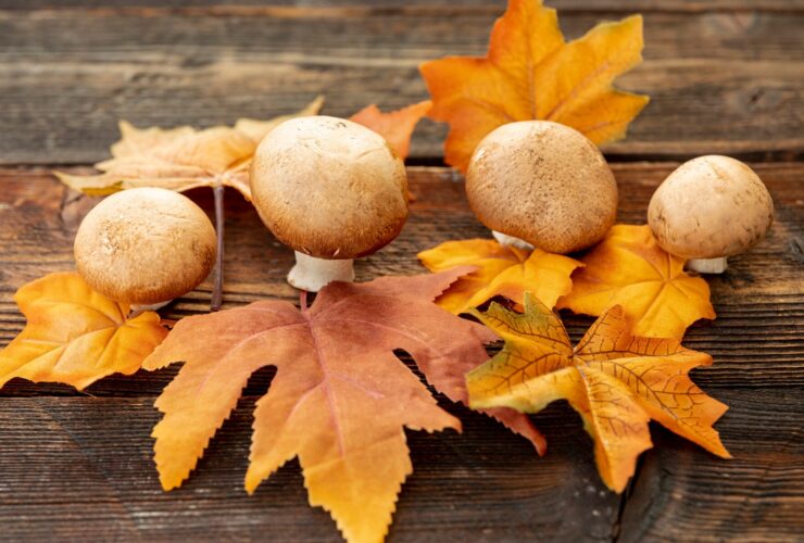 Polska pieczarkami stoi. Jestesmy czolowym unijnym producentem