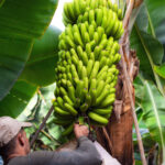 Wiodacy panamski producent bananow zwolnil tysiace strajkujacych pracownikow