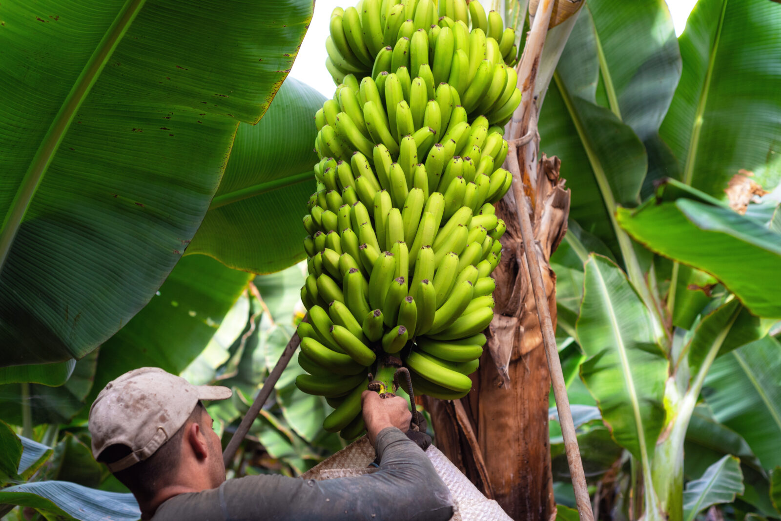 Wiodacy panamski producent bananow zwolnil tysiace strajkujacych pracownikow