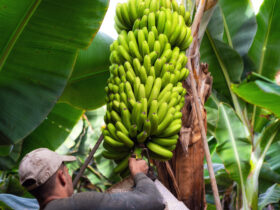 Wiodacy panamski producent bananow zwolnil tysiace strajkujacych pracownikow