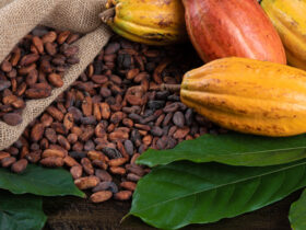 Sezon na kakao bedzie bogaty. Ceny czekolady nie wzrosna