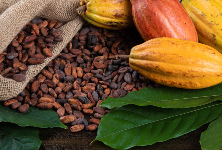 Sezon na kakao bedzie bogaty. Ceny czekolady nie wzrosna