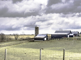 Niektore angielskie farmy moga zostac wylaczone z produkcji zywnosci