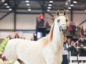 Pride of Poland ponad 13 mln euro za konie sprzedane na aukcji