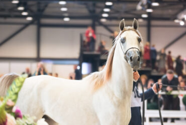 Pride of Poland ponad 13 mln euro za konie sprzedane na aukcji