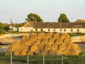 Region. Rzad Estonii oglasza stan kryzysowy w rolnictwie